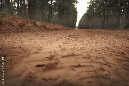 Close-up of Dirt Road, Sam Houston National Forest, Texas, USA