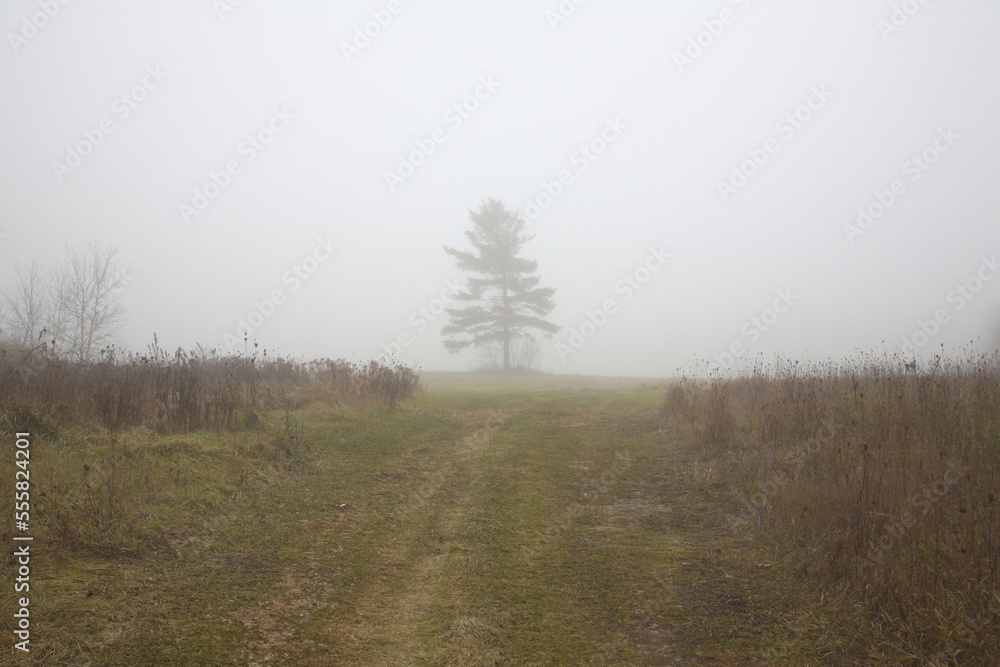 Tree in Fog, Town of Mount Albert, Ontario, Canada Tree in Fog, Town of Mount Albert, Ontario, Canada