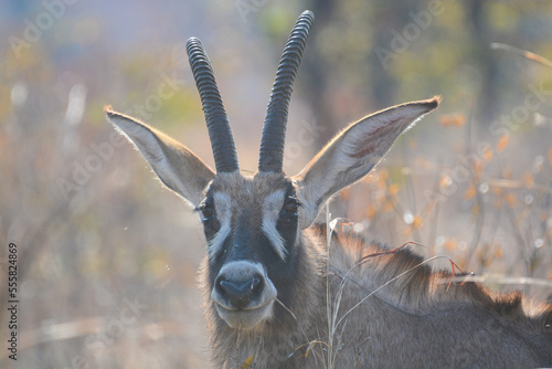 close-up of the head of a roan antelope, Hippotragus equinus, in Hwange national park, zimbabwe photo