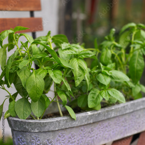 Basil Plant photo