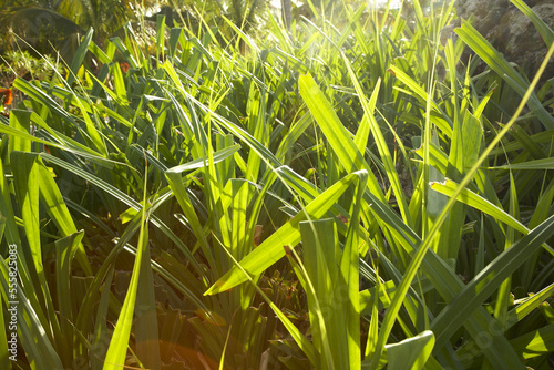 Close-up of Vegetation, Belize photo