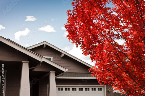Tree and House in Autumn, Ashland, Oregon, USA photo