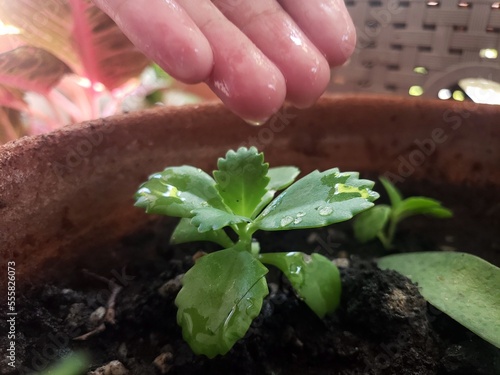 Elder's hand is watering the saplings.