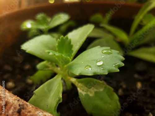 water drops on a plant