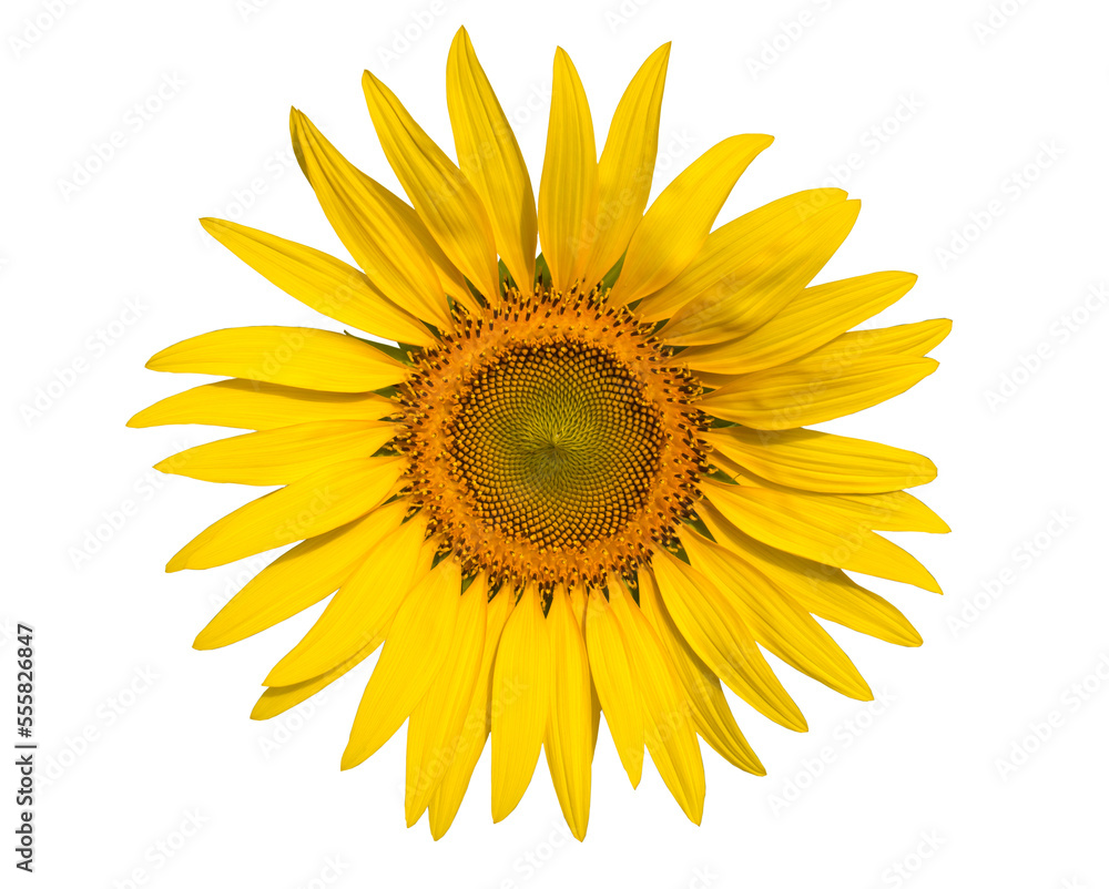Fototapeta premium sunflower isolated on white background