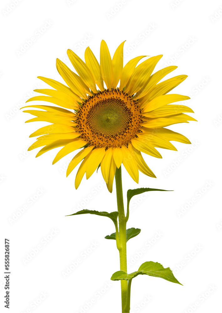 Obraz premium sunflower isolated on white