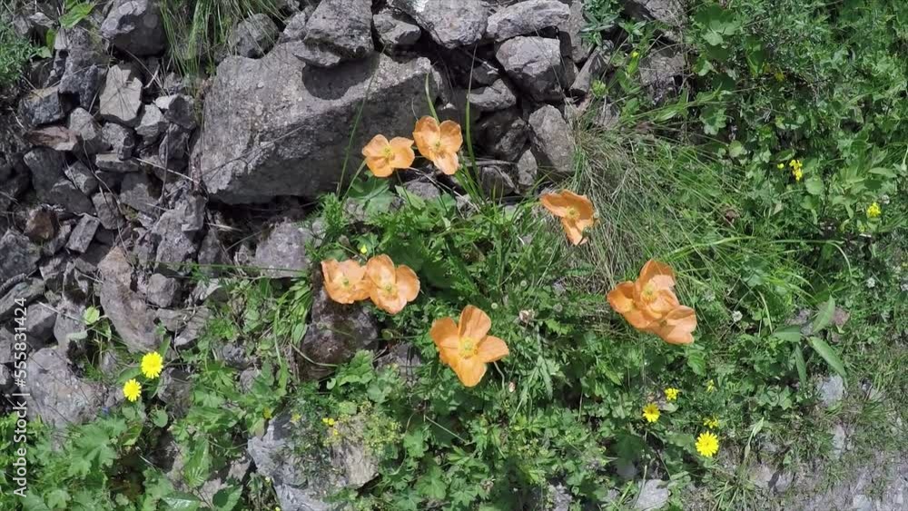 Caucasus, North Ossetia. Bugulta Gorge. Mountain poppies. Caucasus, North Ossetia. Bugulta Gorge. Mountain poppies.