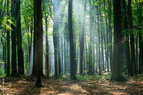 Beautiful sunny morning in green forest