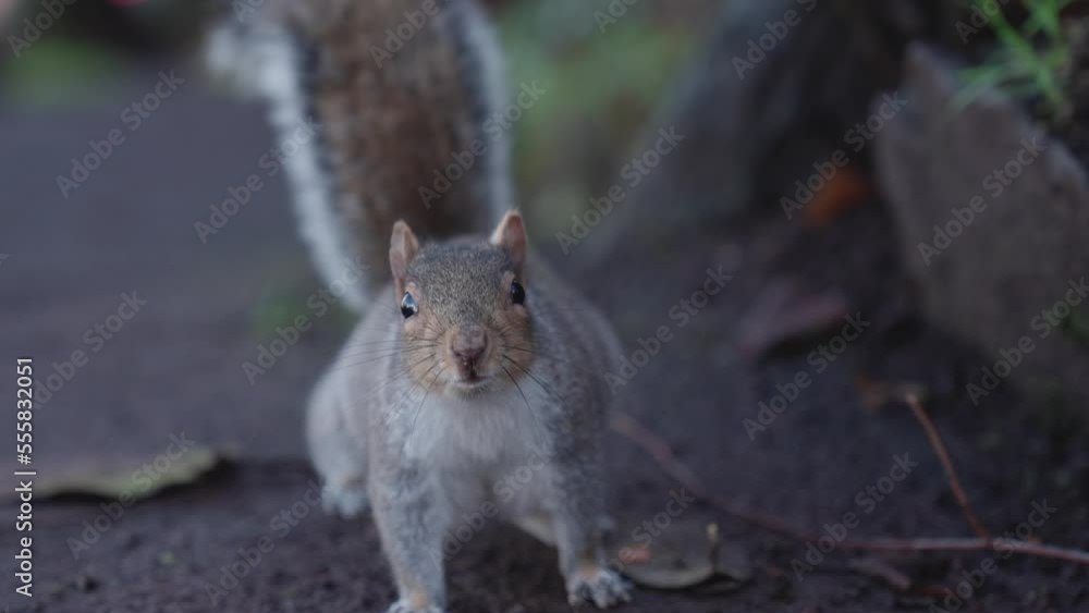 Squirrel looks into the camera up close and then jumps off-screen. Handheld close-up, slow motion. Squirrel looks into the camera up close and then jumps off-screen. Handheld close-up, slow motion.