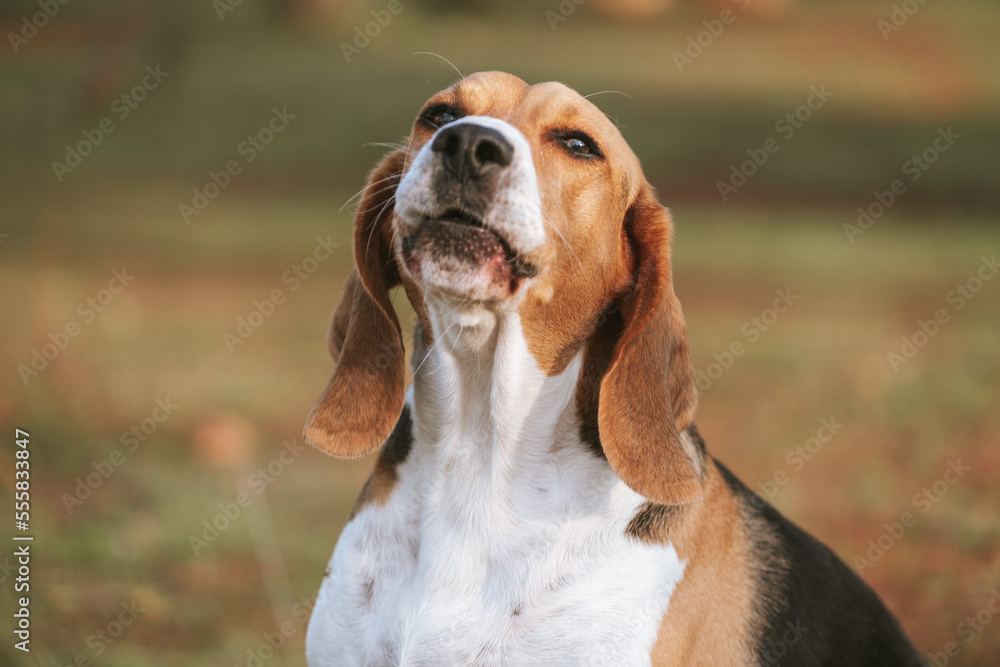 Beagle dog barking. Beautiful dog.