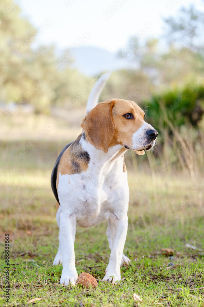 An adorable Beagle dog stock photo. 