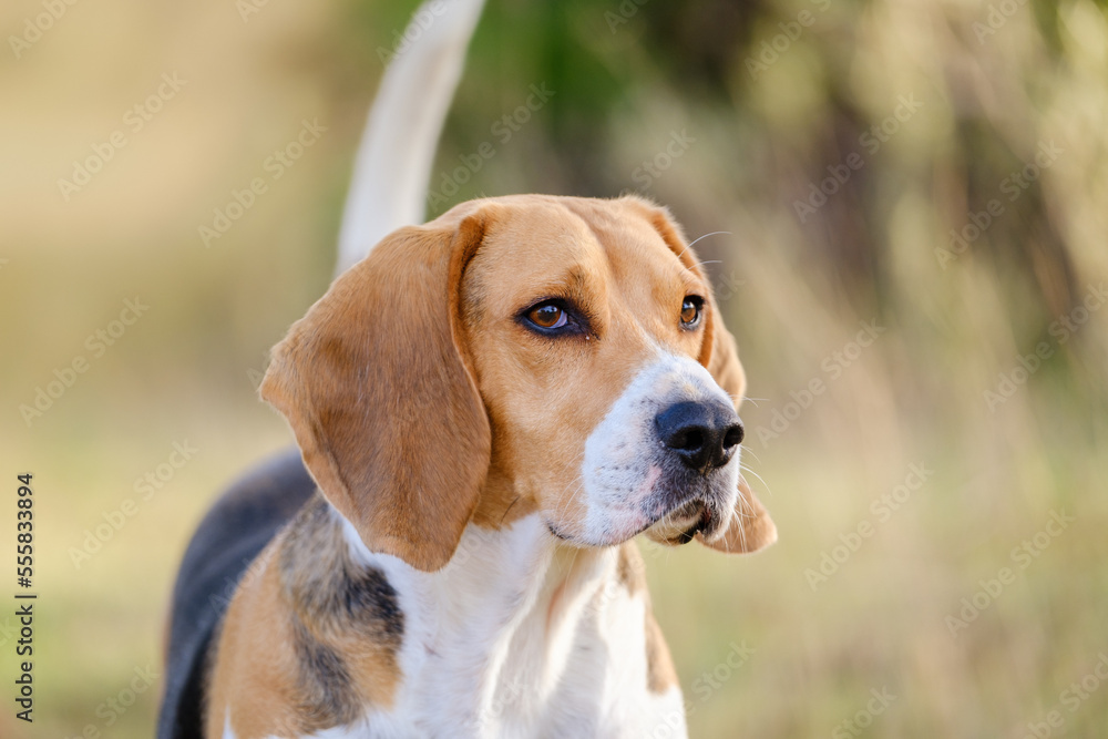 Nice beagle with the look attentive to something