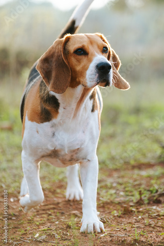 Nice beagle with the look attentive to something