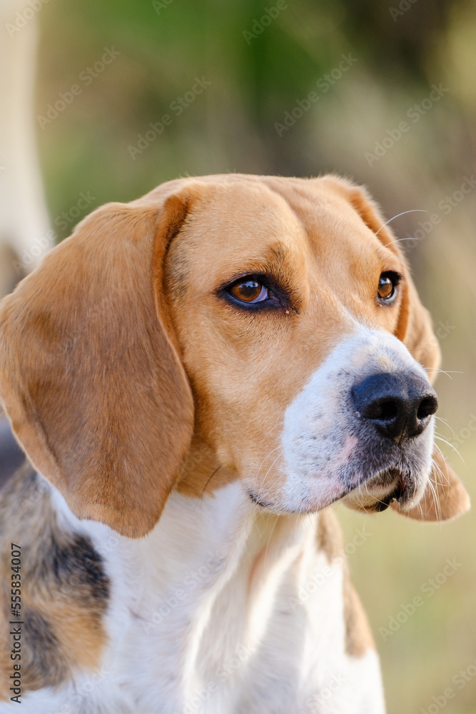 Man's Best Friend. Beagle dog stock photo. 