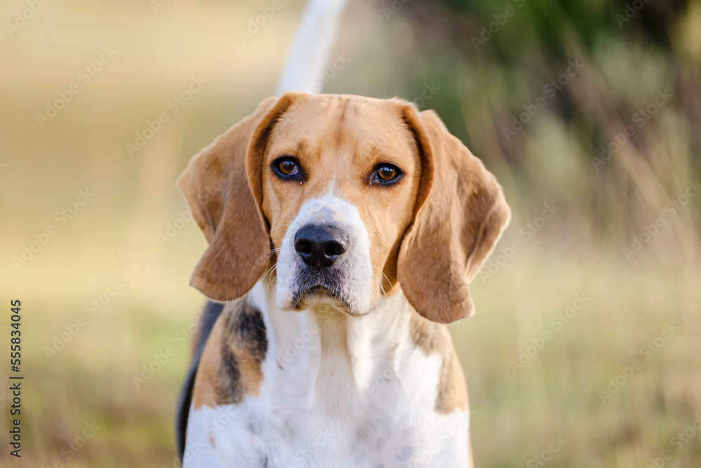 Man's Best Friend. Beagle dog stock photo. 