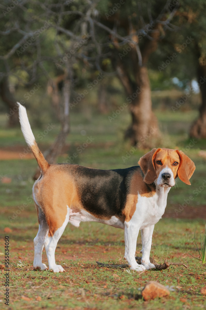 An adorable Beagle dog stock photo . Dog looking at the camera