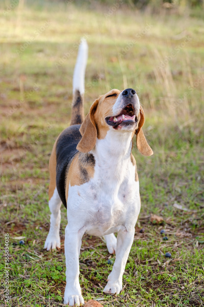 beagle with smile in the garden
