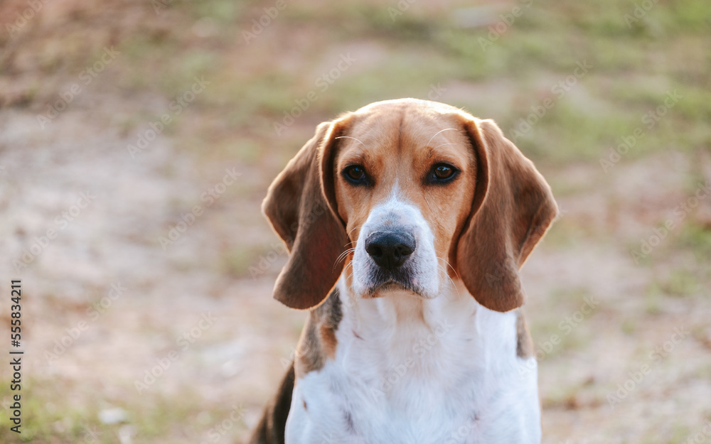 An adorable Beagle dog stock photo. 