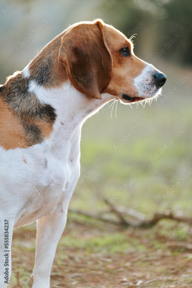 Beagle dog playing on the nature Beagle dog playing on the nature