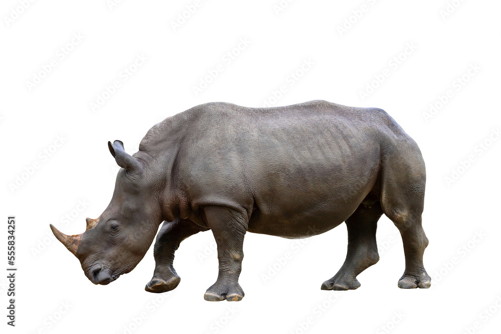 Formidable of rhinoceros isolated on transparent background. Formidable of rhinoceros isolated on transparent background.