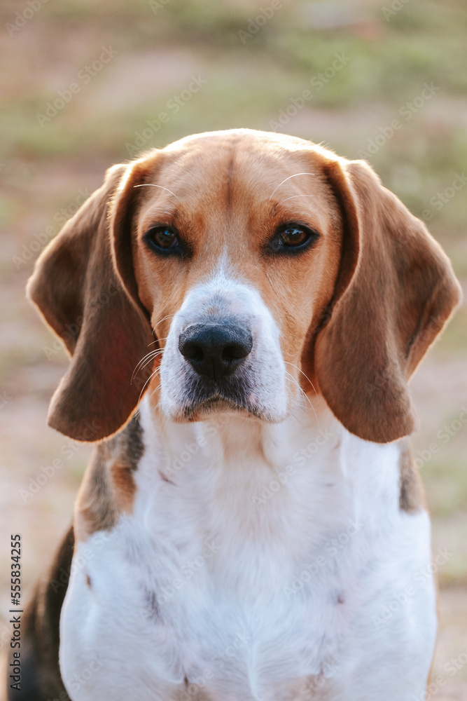Portrait of a beagle. Beautiful pet.