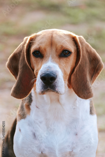Portrait of a beagle. Beautiful pet. © FRANVARGAS