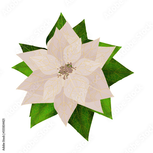 

 Merry Christmas Poinsettia Flower, different colors flower, can be used this graphic for any kind of merchandise.
It is perfect for any project packaging, 
bags, t-shirts, etc. whatever you want photo