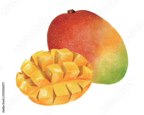 マンゴーの実とカットされたマンゴーの水彩風イラスト