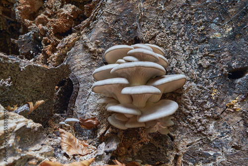 Pleurotus ostreatus, the oyster mushroom, oyster fungus, or hiratake close-up on tree photo