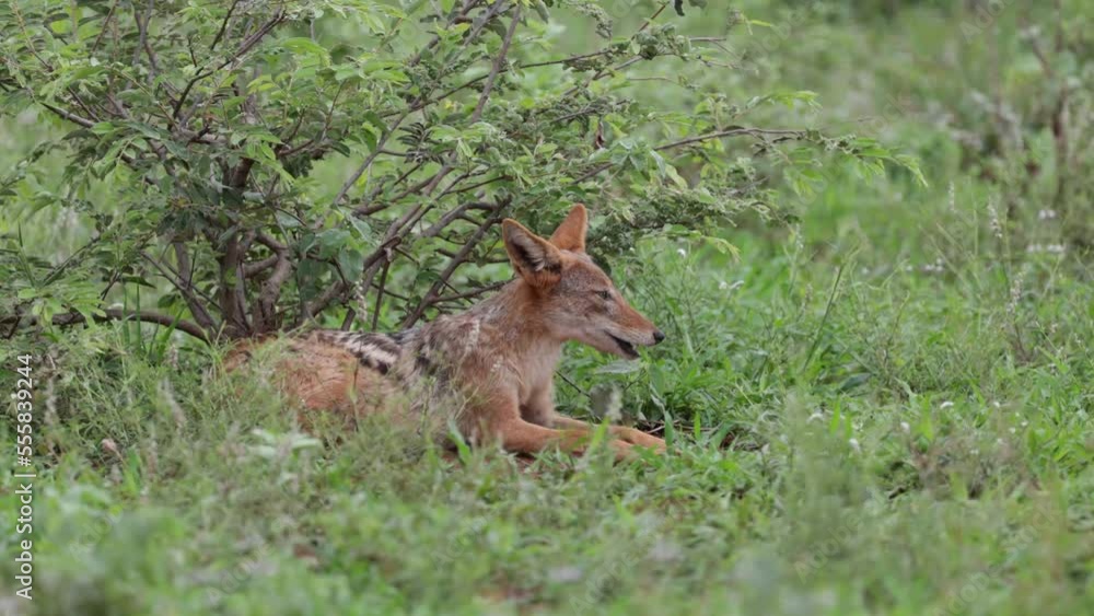 Black-backed jackal yawning and resting in green grass Black-backed jackal yawning and resting in green grass