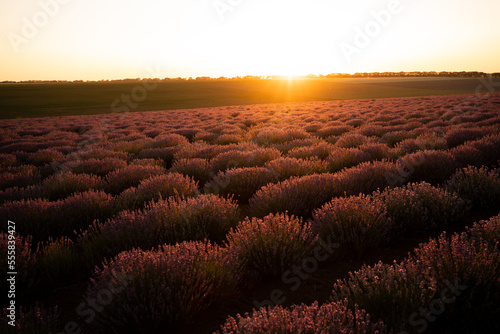 Beautiful lavender field. Summer sunset landscape, horizon with sunburst. photo