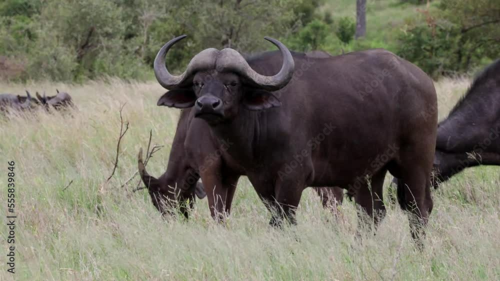 African buffalo bull in green grass African buffalo bull in green grass