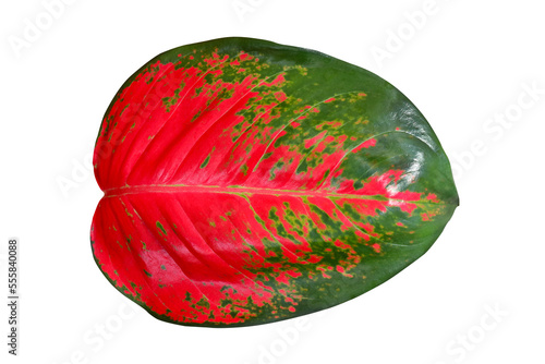 Leaf of Aglaonema super red isolated on transparent background png file
 photo