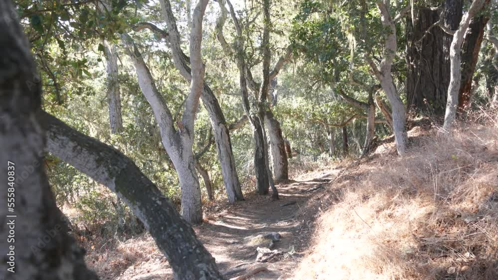 Path in live oak forest or woods, footpath trail or footway in old grove or woodland. Twisted gnarled oak trees branches and trunks. Lace lichen moss hanging. Point Lobos wilderness, California, USA. Path in live oak forest or woods, footpath trail or footway in old grove or woodland. Twisted gnarled oak trees branches and trunks. Lace lichen moss hanging. Point Lobos wilderness, California, USA.