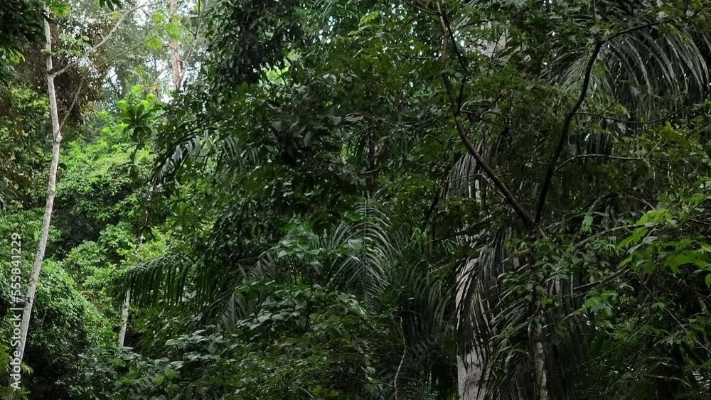 Panamanian White Faced Capuchin monkey jumping and climbing lush trees, Slow motion shot Panamanian White Faced Capuchin monkey jumping and climbing lush trees, Slow motion shot