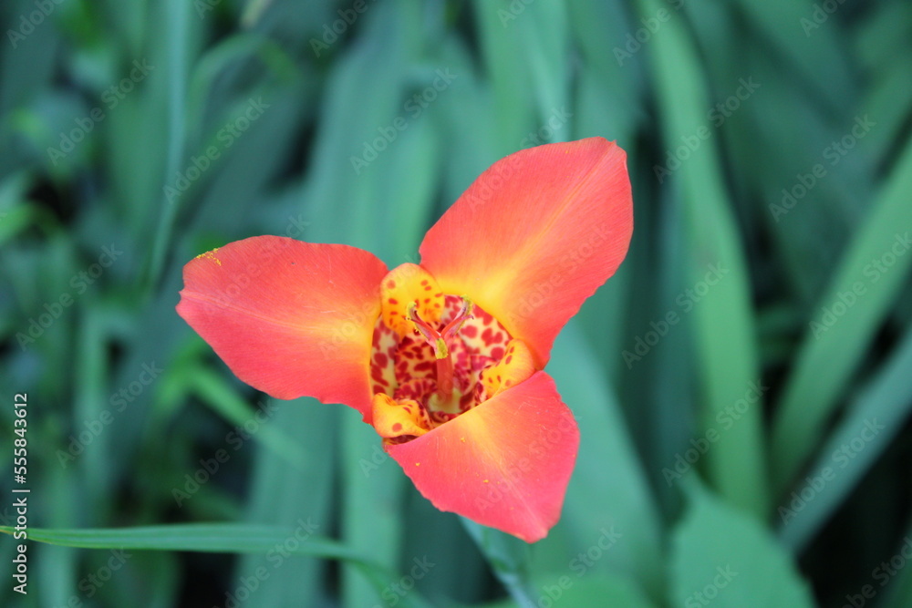 Fototapeta premium Foto de una flor