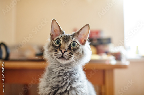 Funny cat with curious face at home. Selective focus with shallow depth of field