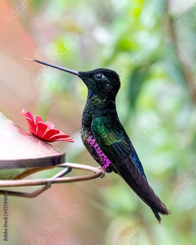 Blue-throated starfrontlet (Coeligena helianthea) in Colombia photo