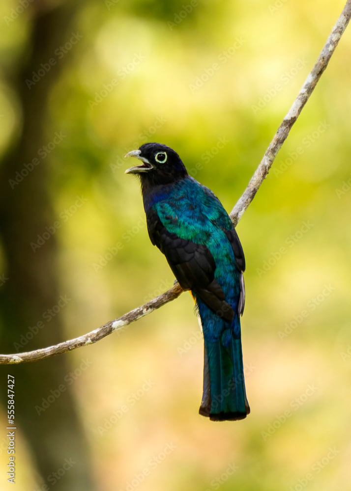 Green-backed trogon, Trogon viridis, in Colombia Green-backed trogon, Trogon viridis, in Colombia