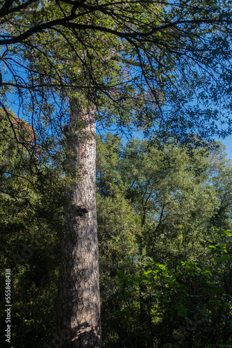 High and long wood log of a Mediterranean pine tree in a forest © jordieasy