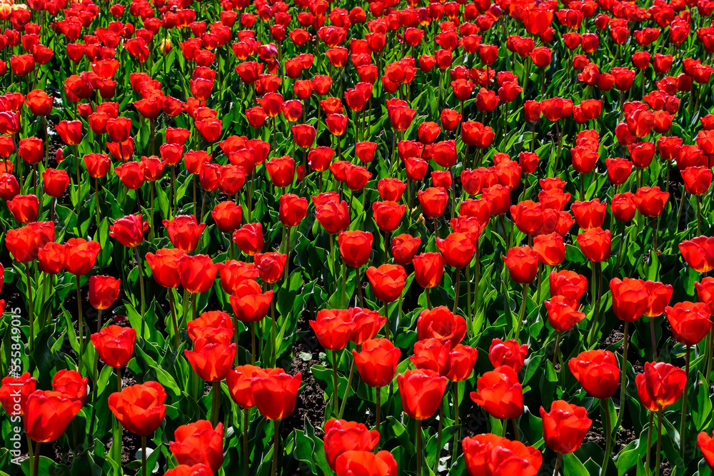 Many delicate vivid red tulips in full bloom in a sunny spring garden, beautiful outdoor floral background photographed with soft focus