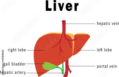 liver diagram vector image or clip art.