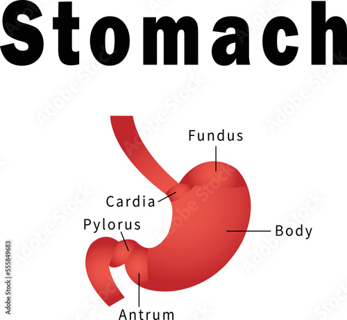 Stomach diagram vector image or clip art.