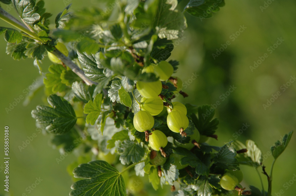 Gooseberries on a natural background. Close-up. Selective focus.