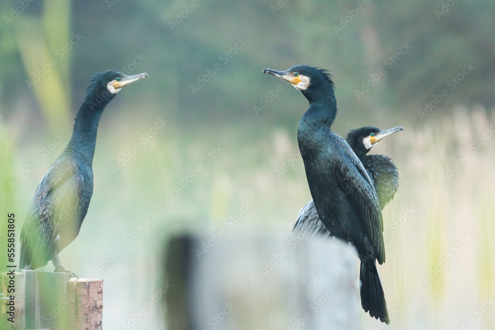 Fototapeta premium pack of cormorants, phalacrocorax carbo
