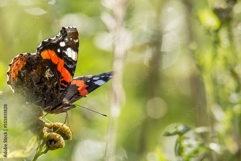 butterfly on a flower with bokeh background butterfly on a flower with bokeh background