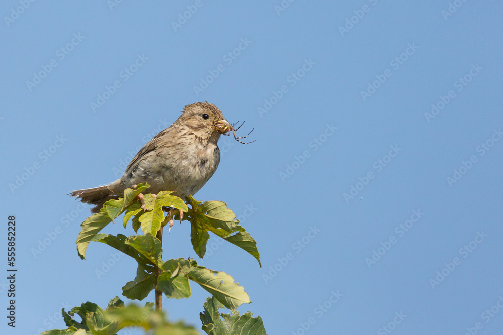 bird eating a spider, corn bunting (Emberiza calandra) eating wasp spider Argiope bruennichi bird eating a spider, corn bunting (Emberiza calandra) eating wasp spider Argiope bruennichi