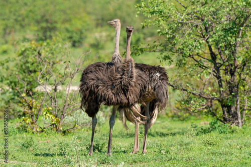 Autruche d'Afrique, femelle,.Struthio camelus, Common Ostrich, Afrique du Sud