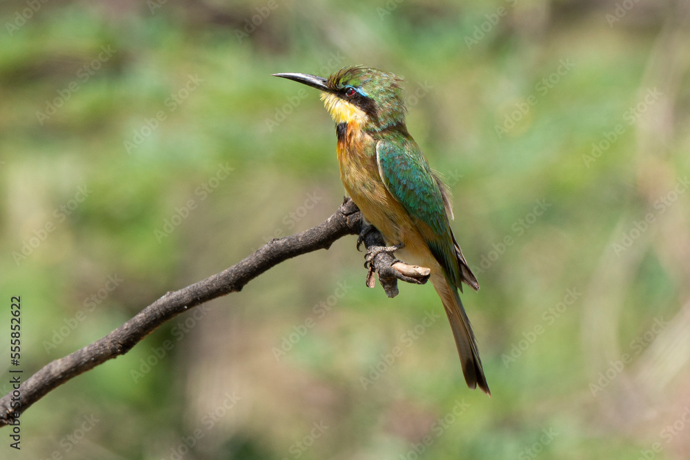 Guêpier nain,.Merops pusillus, Little Bee eater Guêpier nain,.Merops pusillus, Little Bee eater