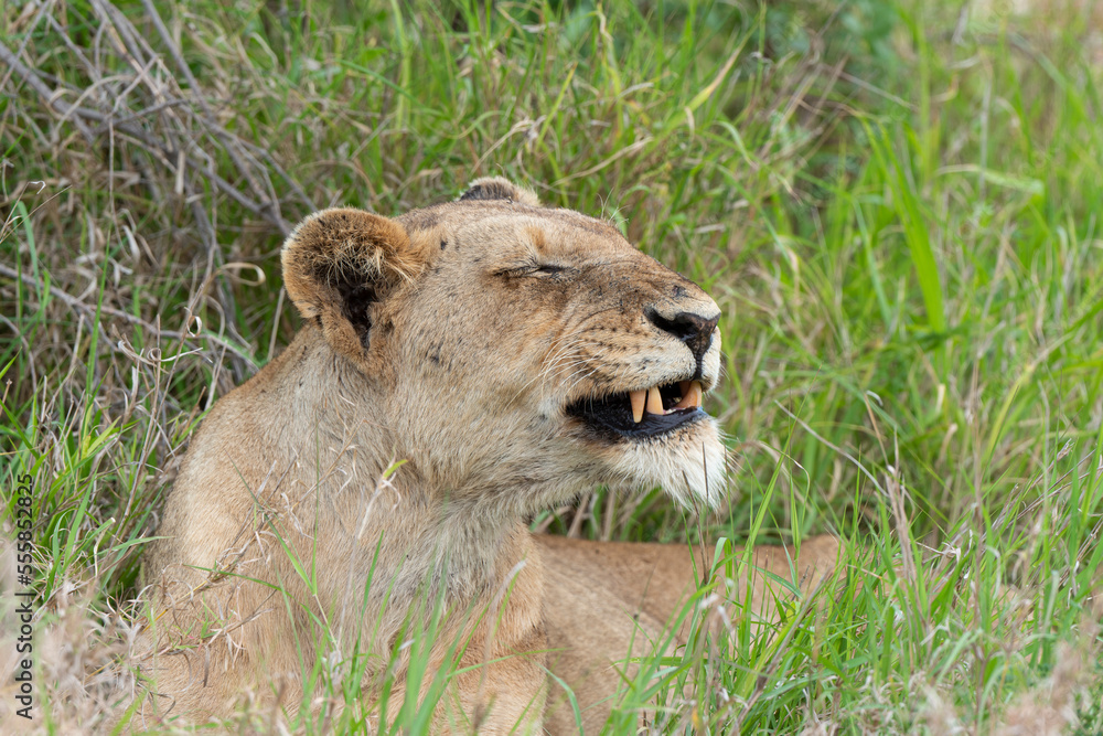 lion, femelle, lionne, Panthera leo, Afrique